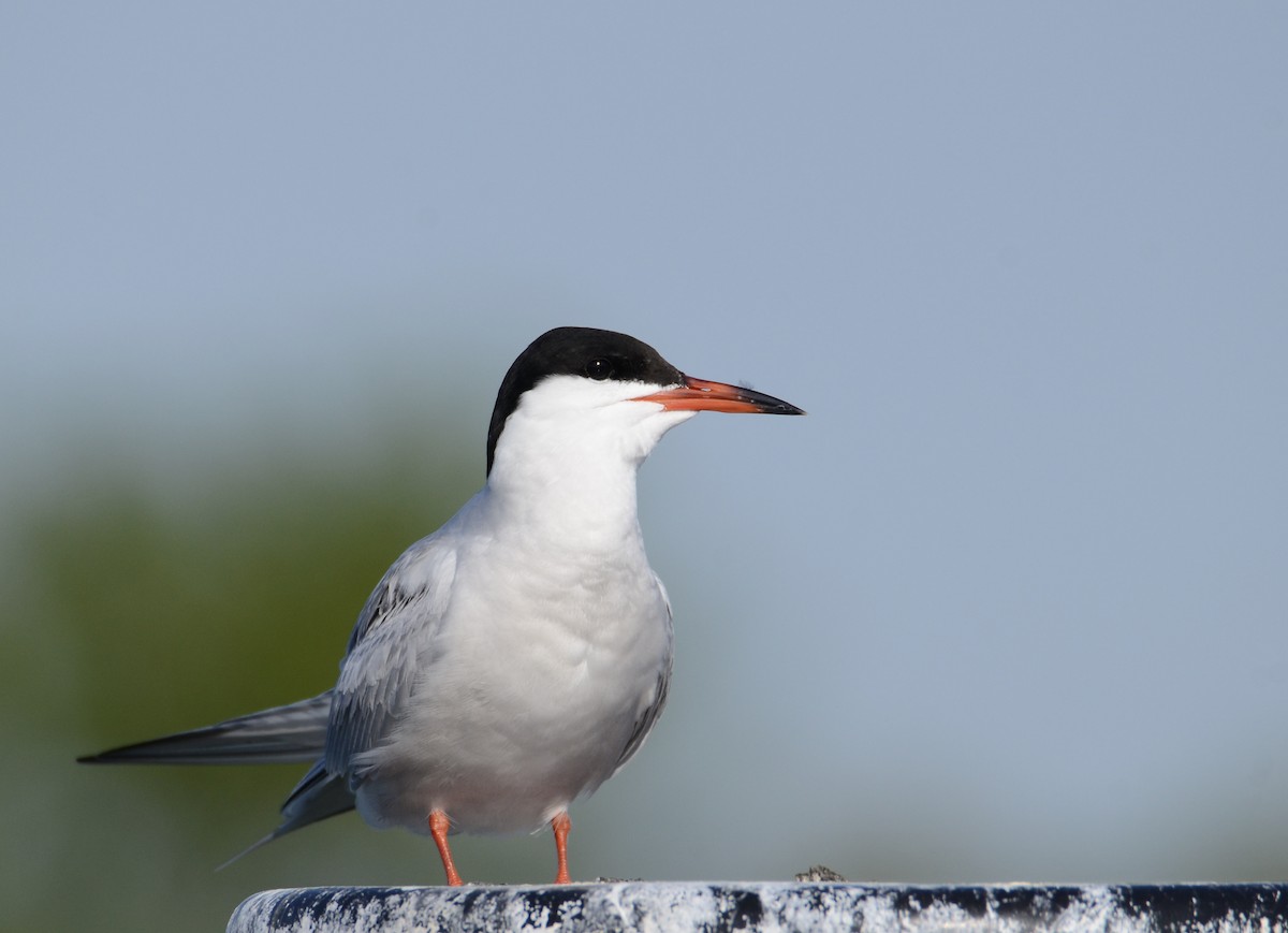 Common Tern - Josephine Kalbfleisch