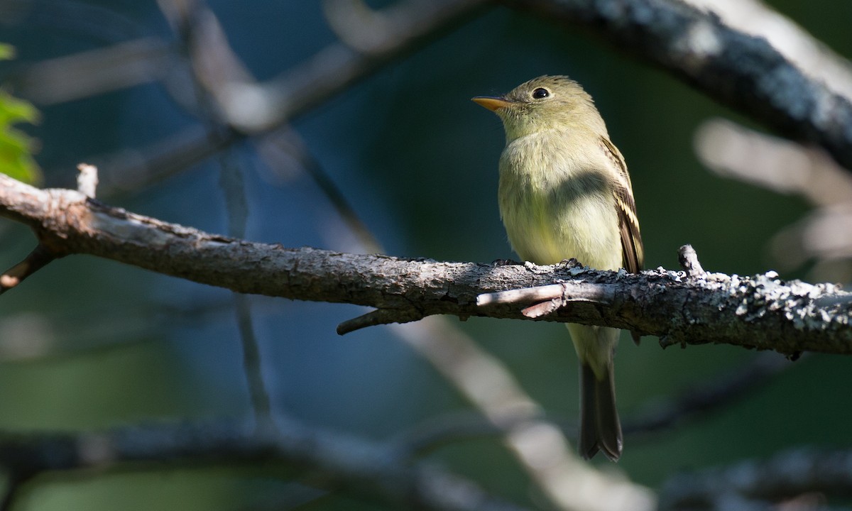 Yellow-bellied Flycatcher - Chris Wood