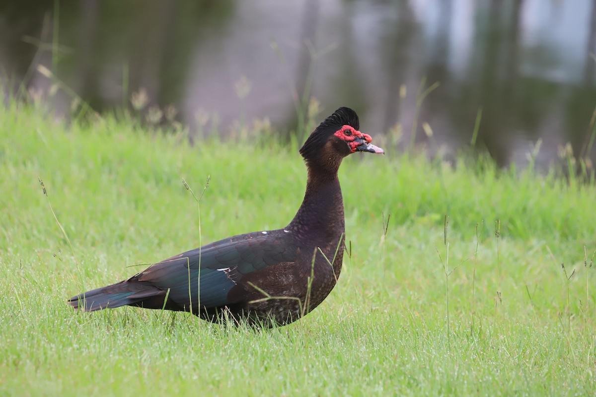 Muscovy Duck (Domestic type) - ML345947011