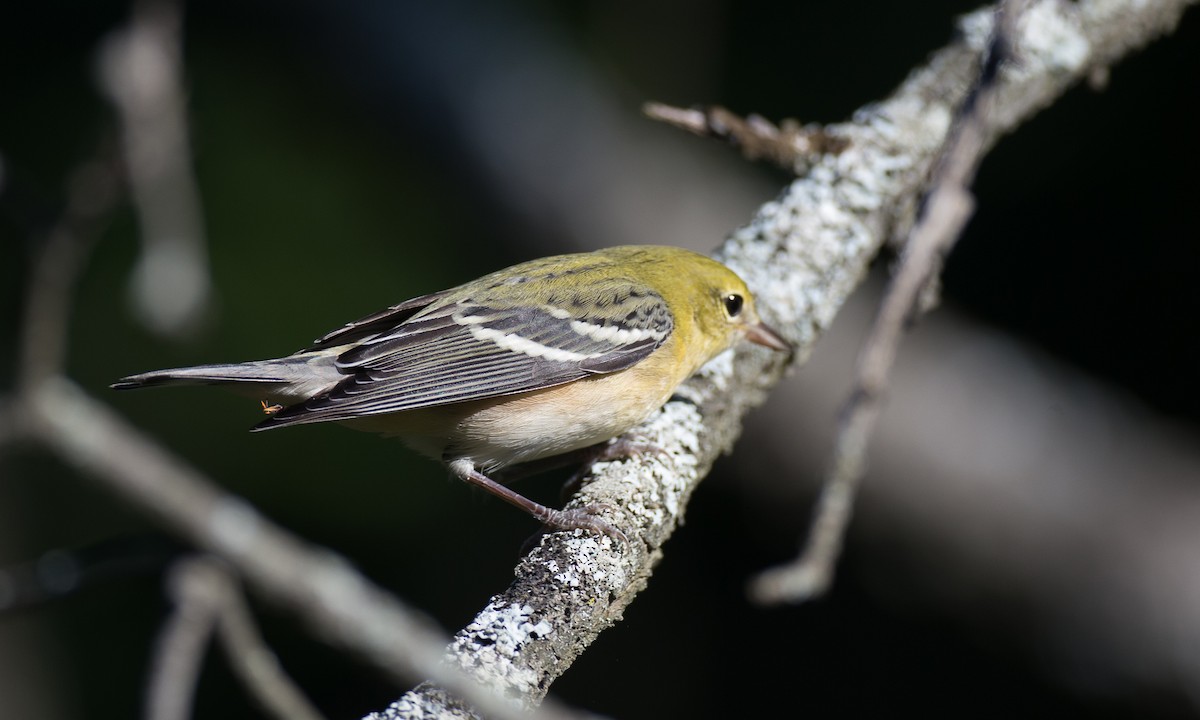 Bay-breasted Warbler - ML34594761