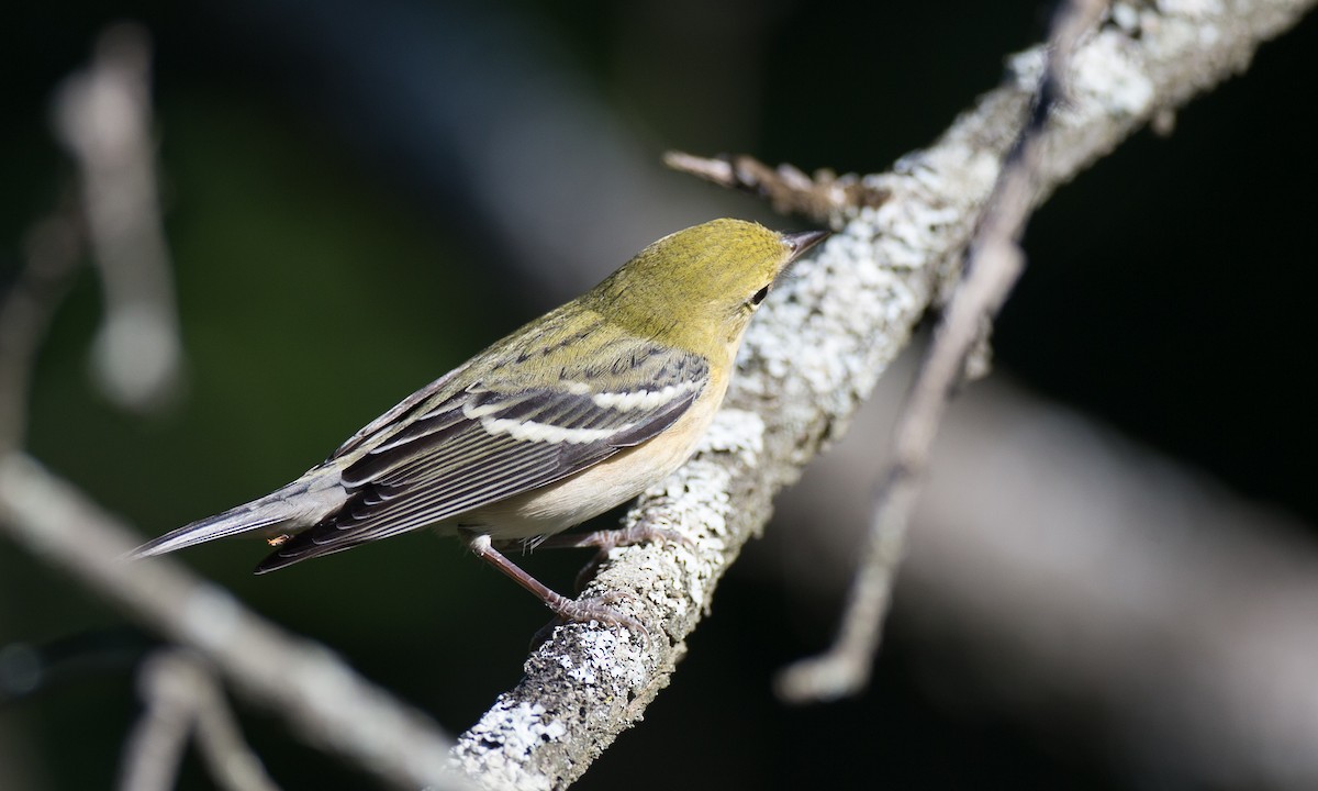 Bay-breasted Warbler - Chris Wood