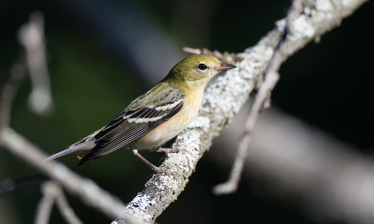 Bay-breasted Warbler - ML34594781
