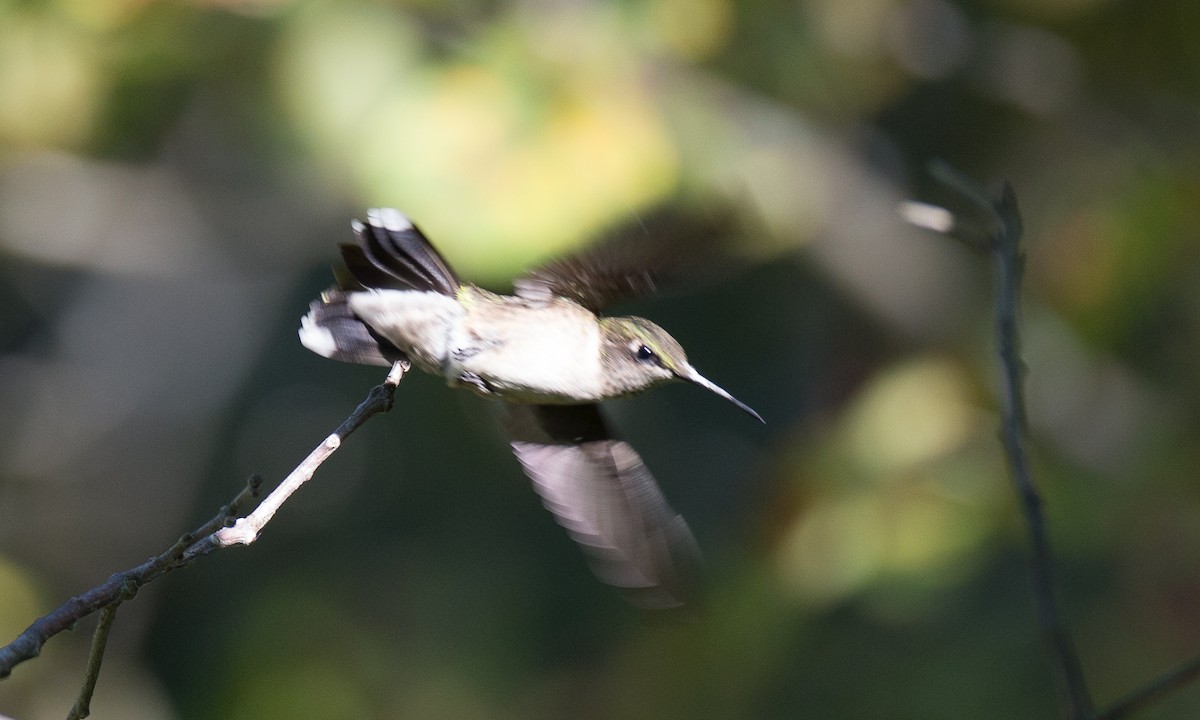Ruby-throated Hummingbird - Chris Wood