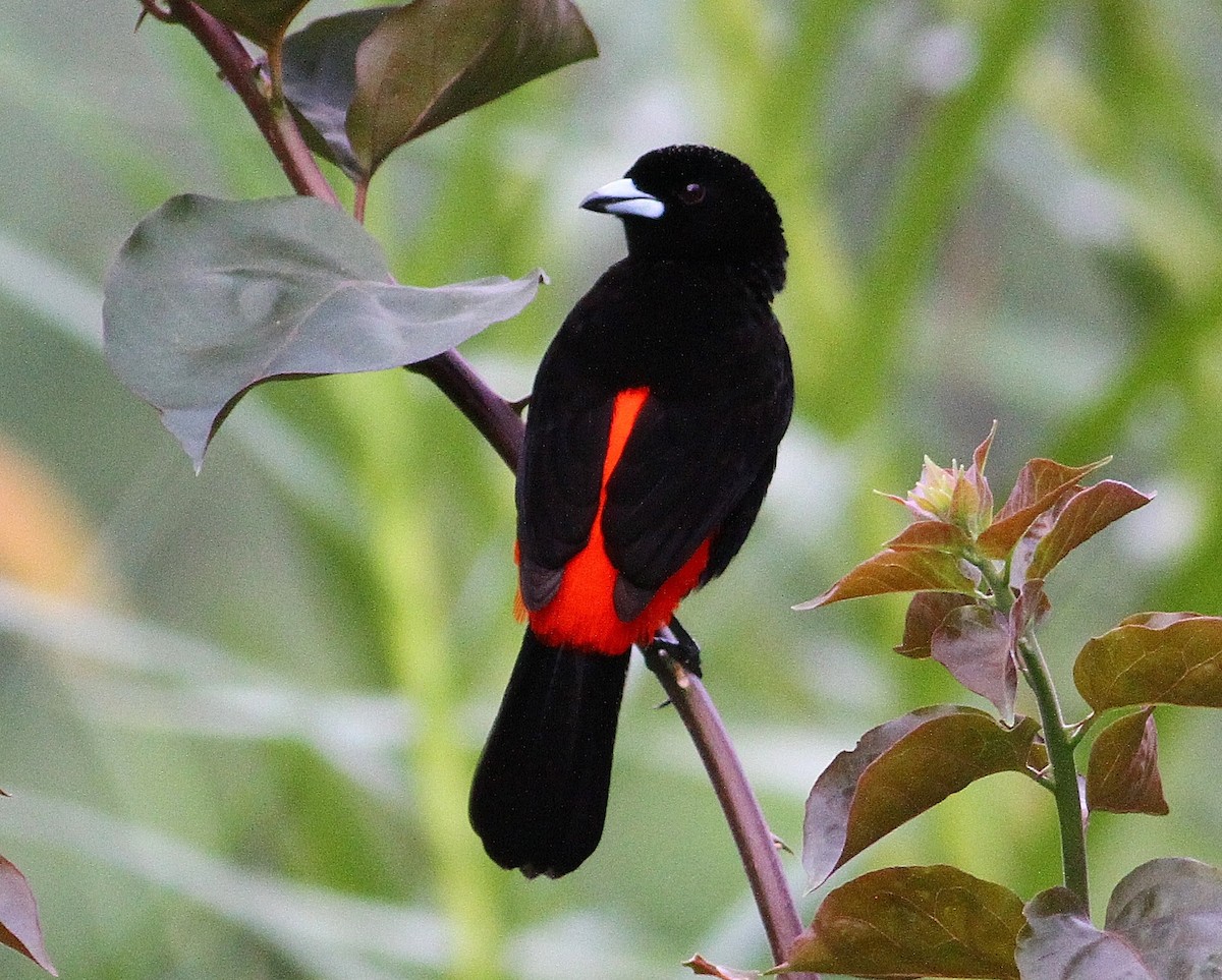 Scarlet-rumped Tanager (Passerini's) - ML34594991