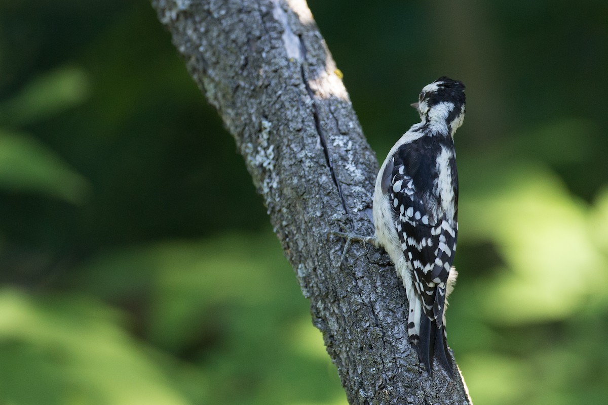 Downy Woodpecker (Eastern) - ML34595031