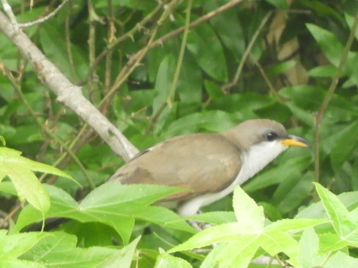 Yellow-billed Cuckoo - ML345959551