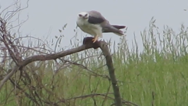 White-tailed Kite - ML345960491