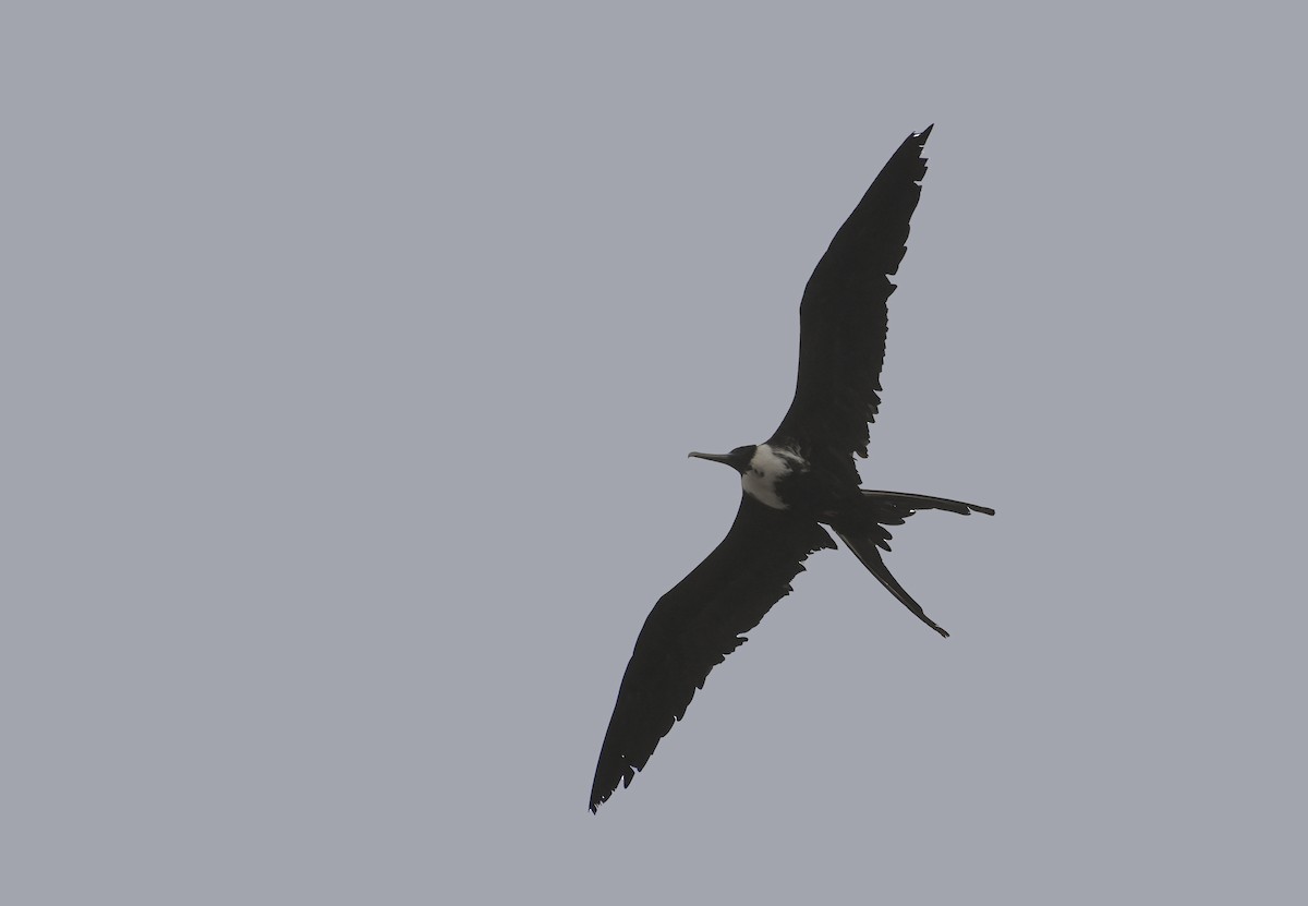 Magnificent Frigatebird - ML345962381