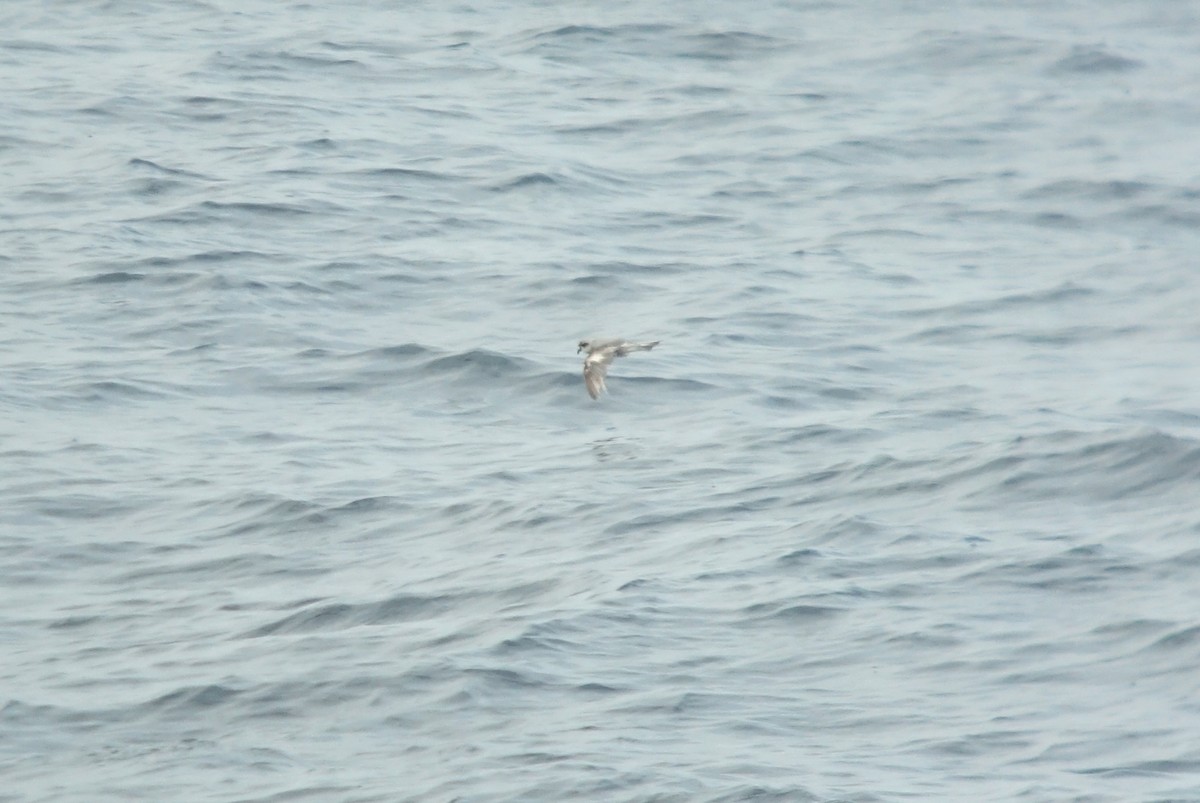 Fork-tailed Storm-Petrel - ML345963151