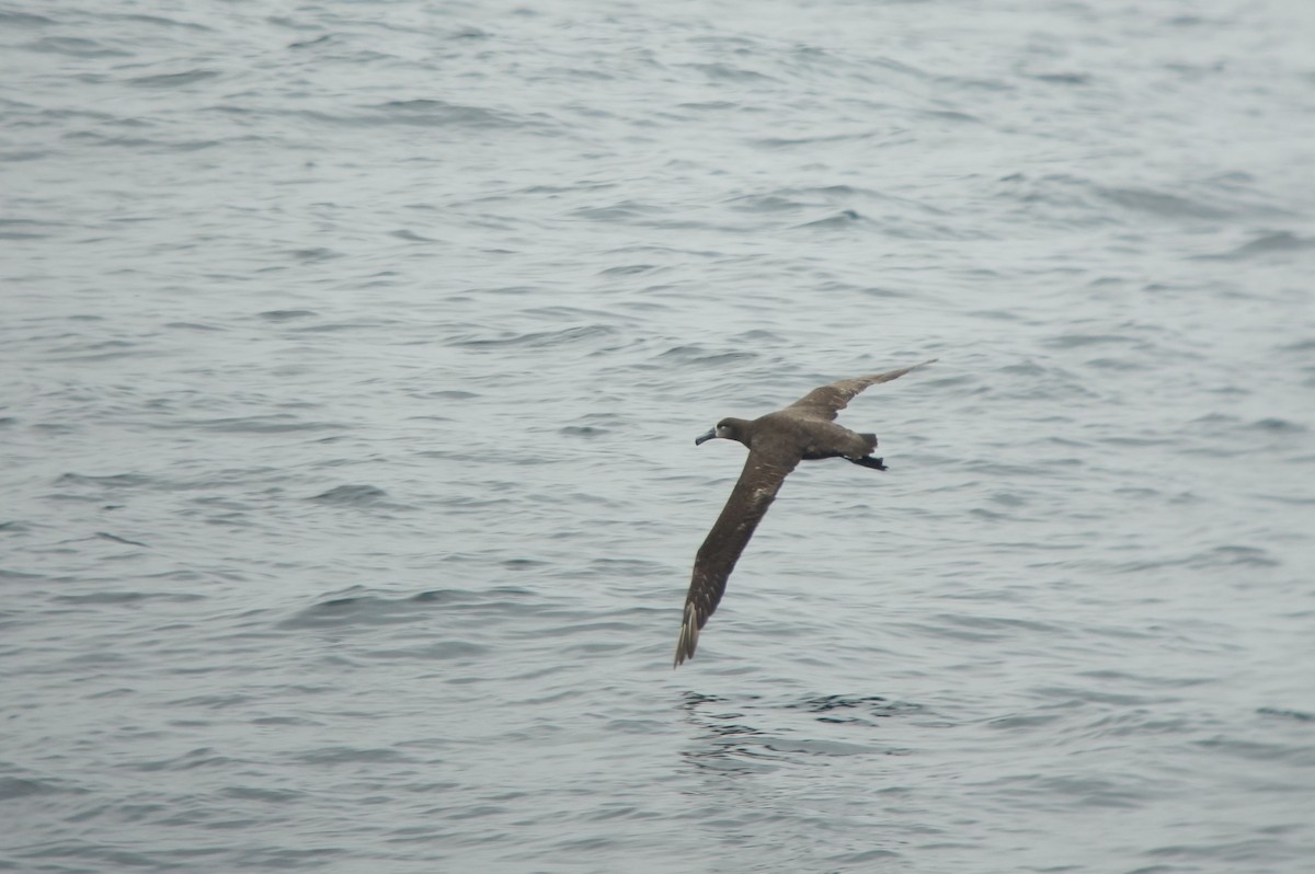 Albatros à pieds noirs - ML345963631