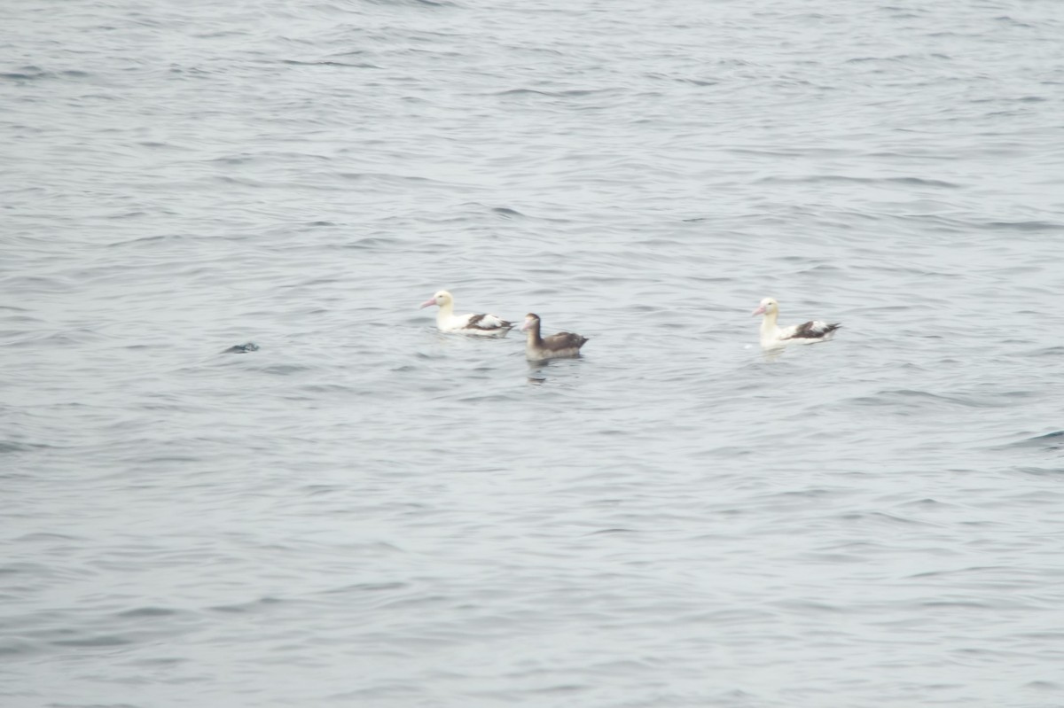 Albatros à queue courte - ML345963661