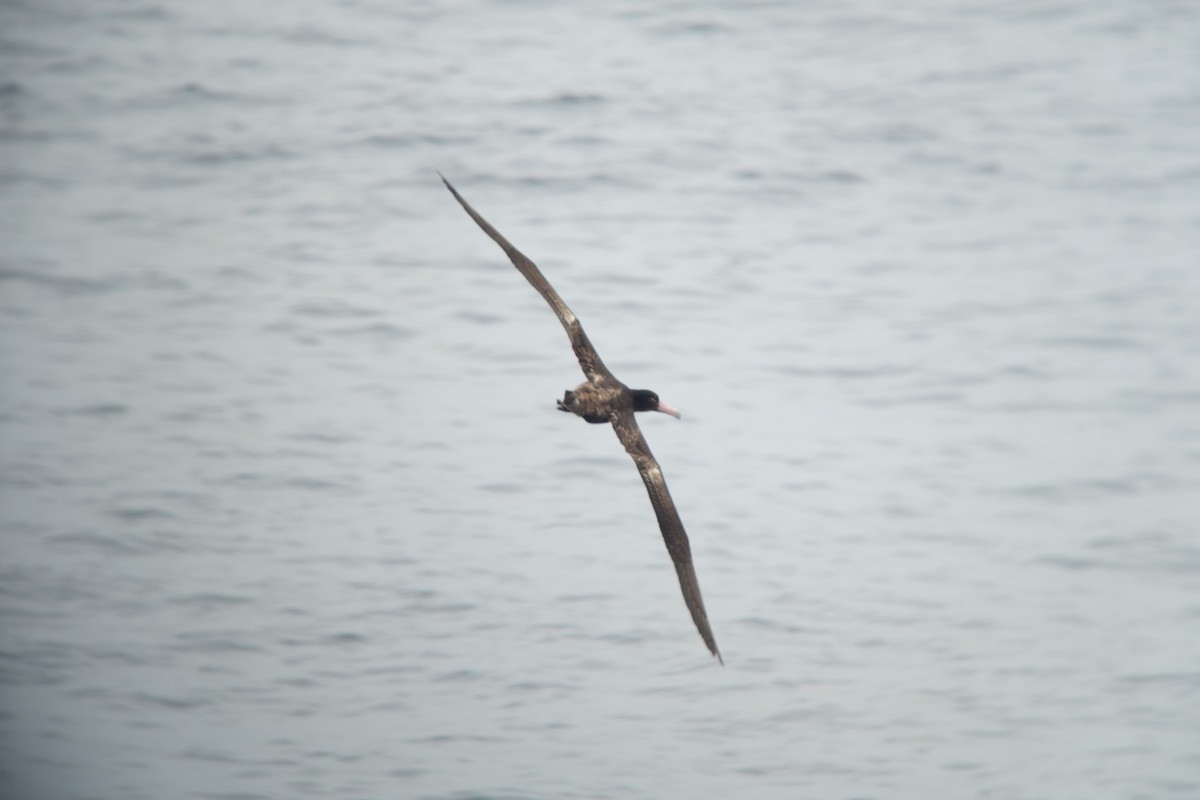 Albatros à queue courte - ML345963681