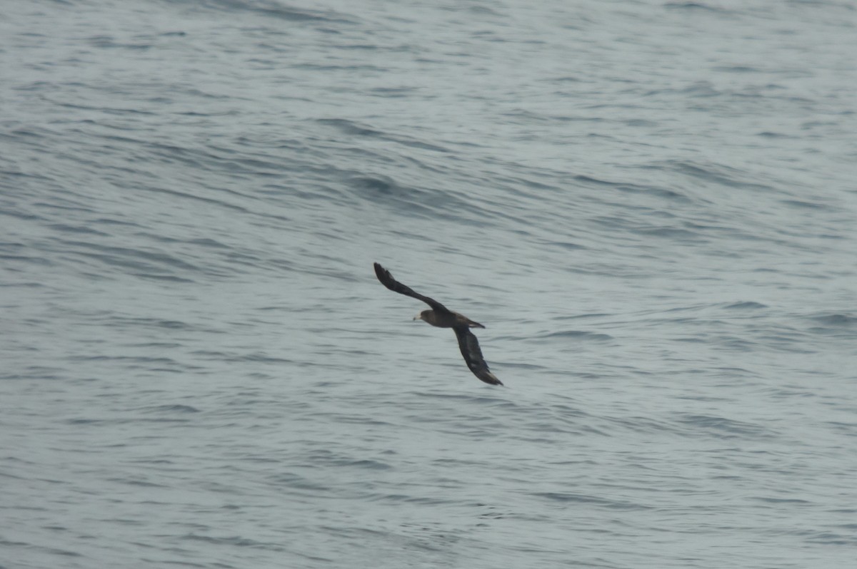 Flesh-footed Shearwater - ML345963721