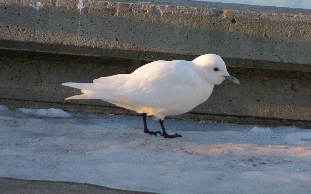 Белая чайка - ML34596961