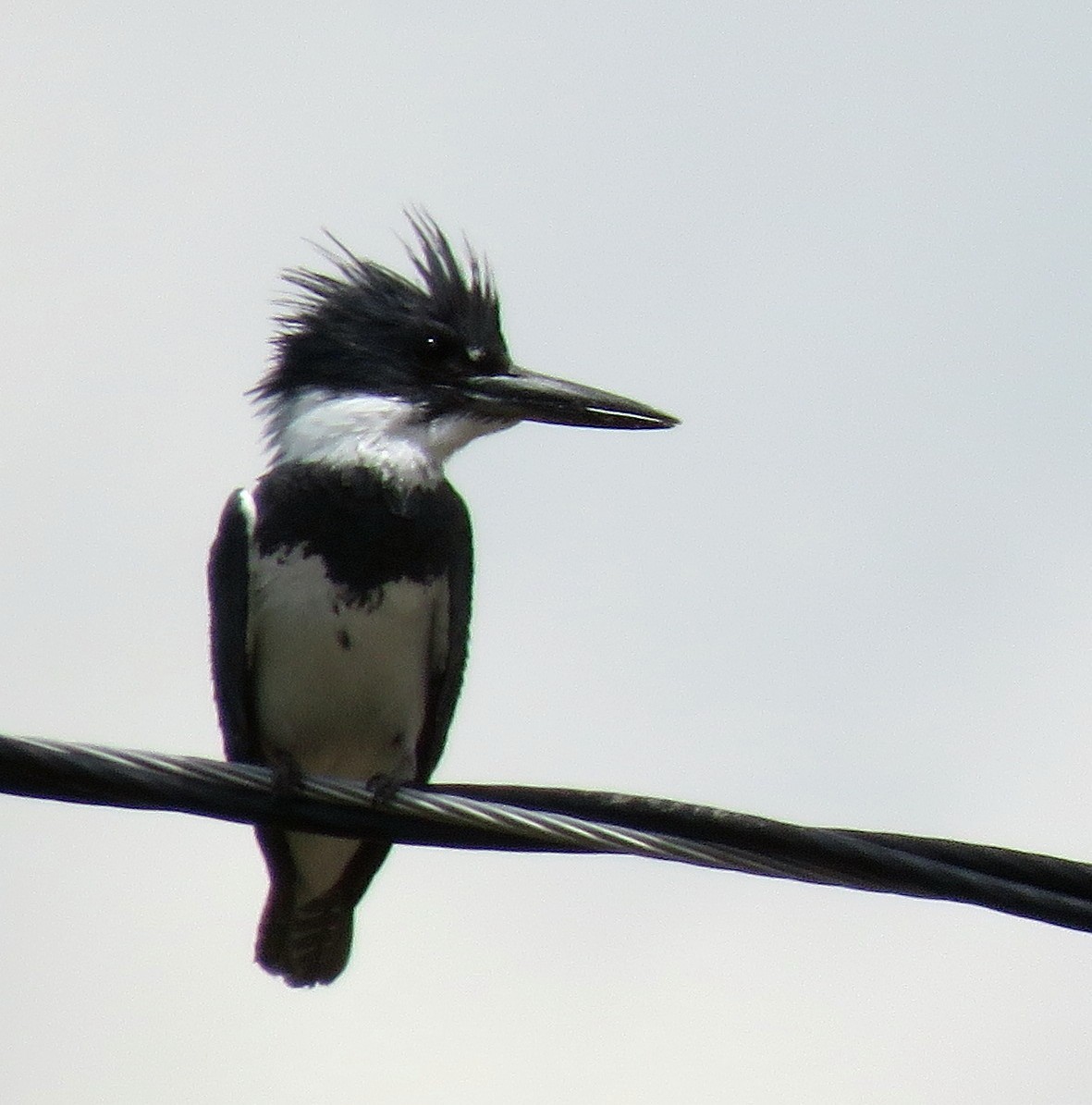 Belted Kingfisher - ML345970061