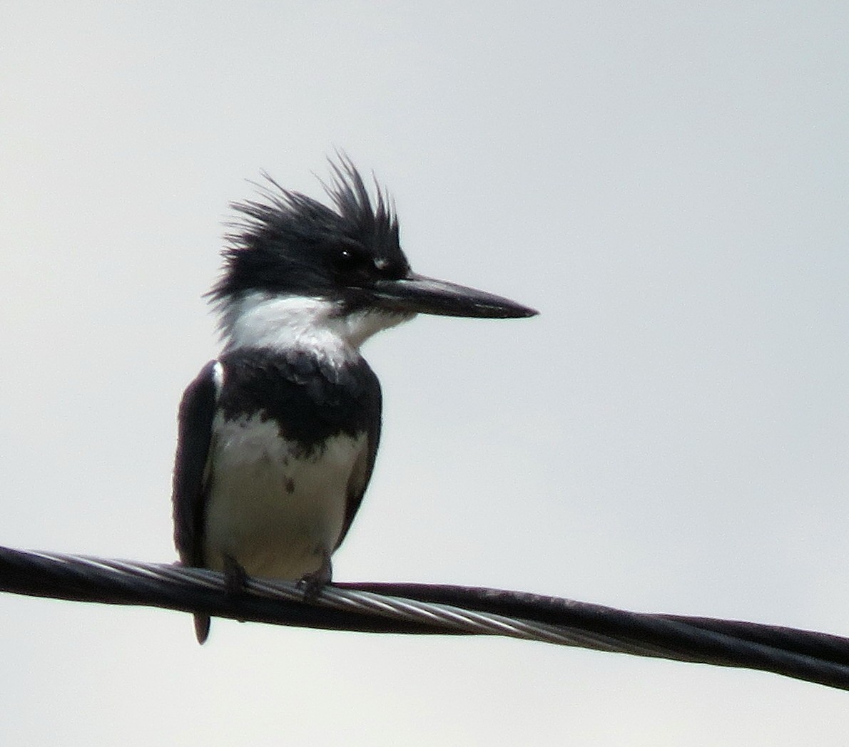 Belted Kingfisher - ML345970121