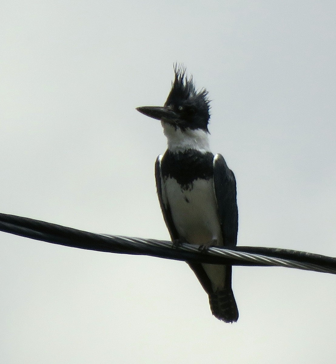 Belted Kingfisher - ML345970371