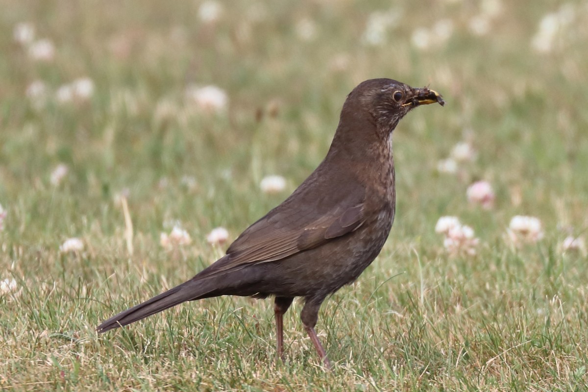 Eurasian Blackbird - ML345974361