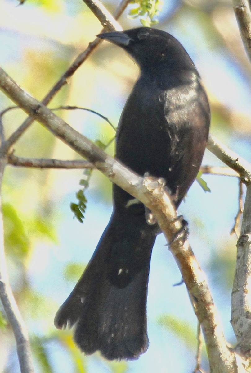 Tawny-shouldered Blackbird - ML345976571