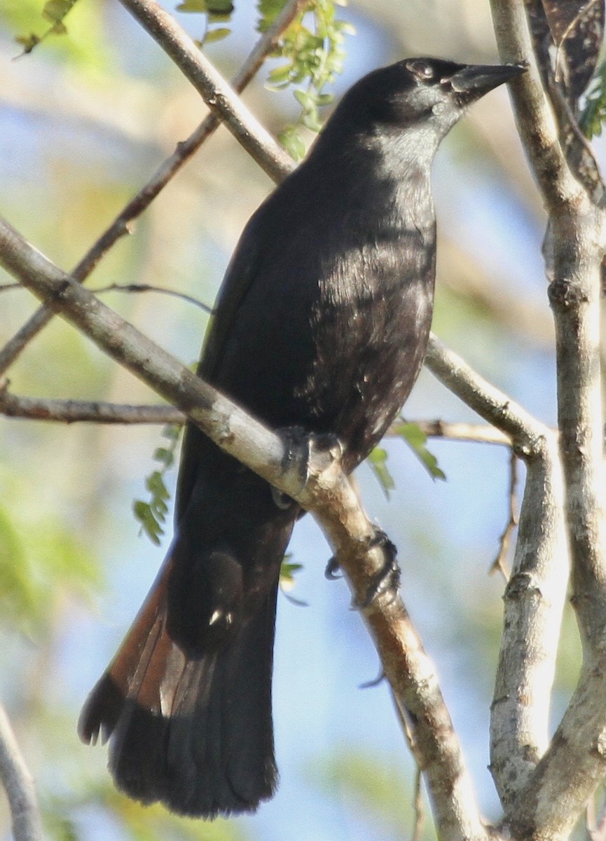 Tawny-shouldered Blackbird - ML345976591