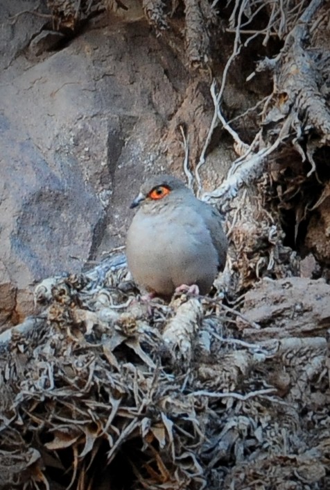 Bare-eyed Ground Dove - ML34597681