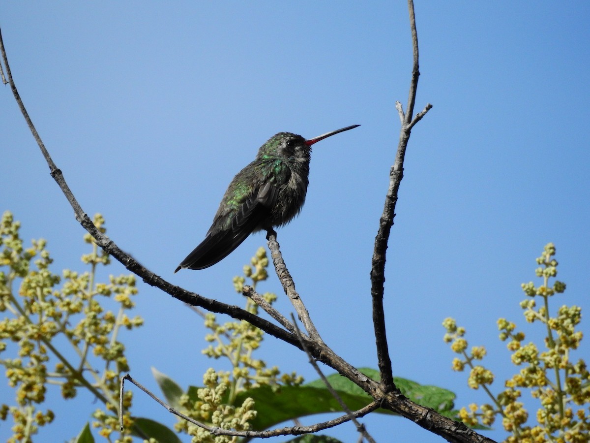 Broad-billed Hummingbird - ML34598531