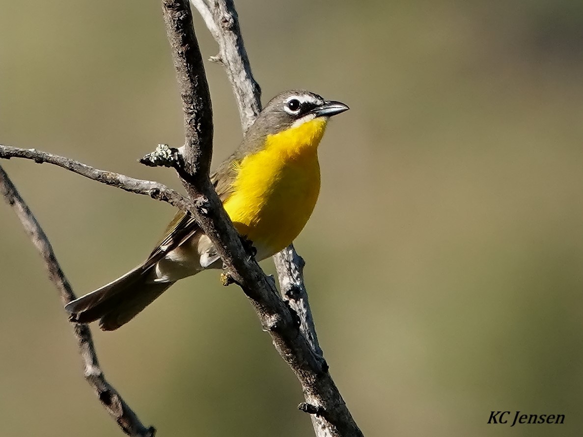 Yellow-breasted Chat - ML345988141