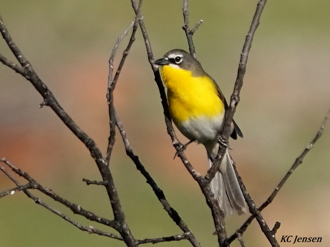 Yellow-breasted Chat - ML345988151