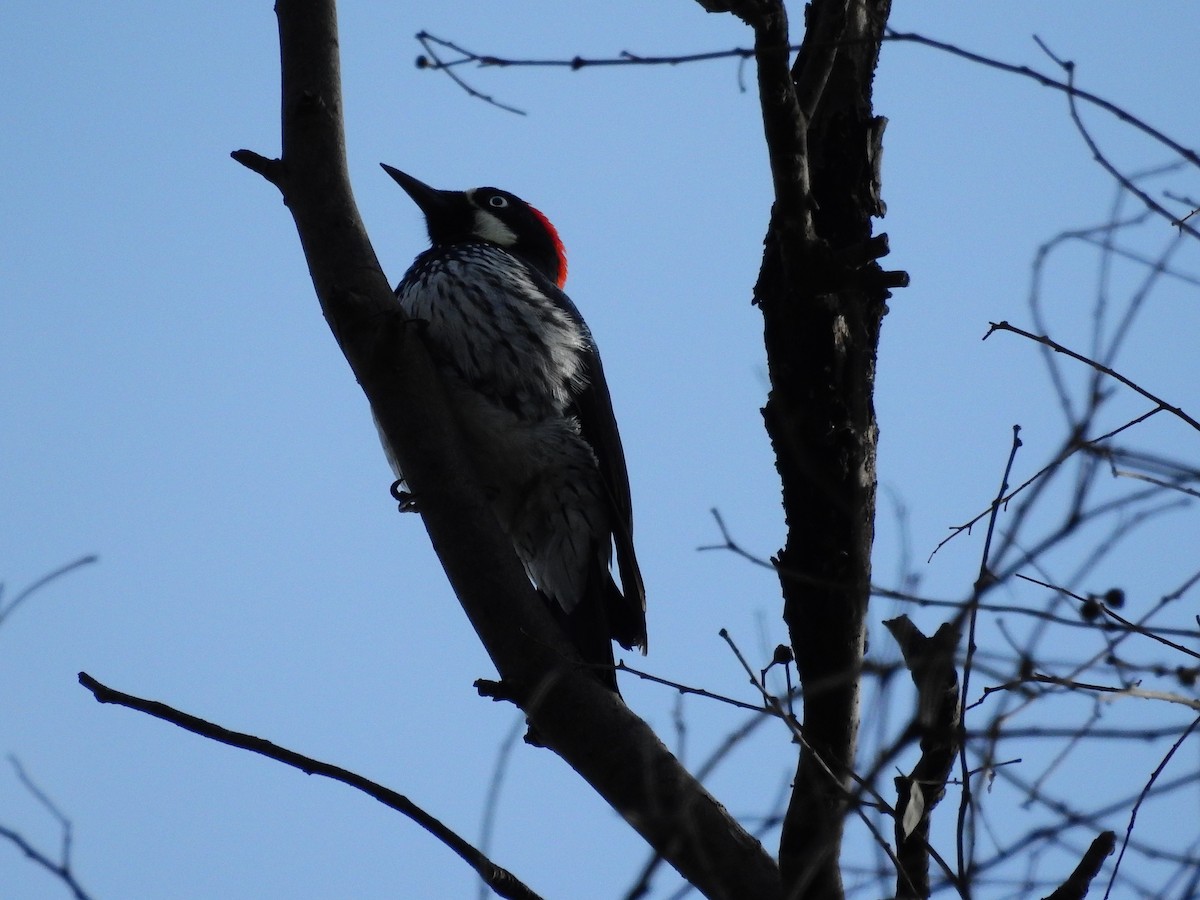 Acorn Woodpecker - ML34598881