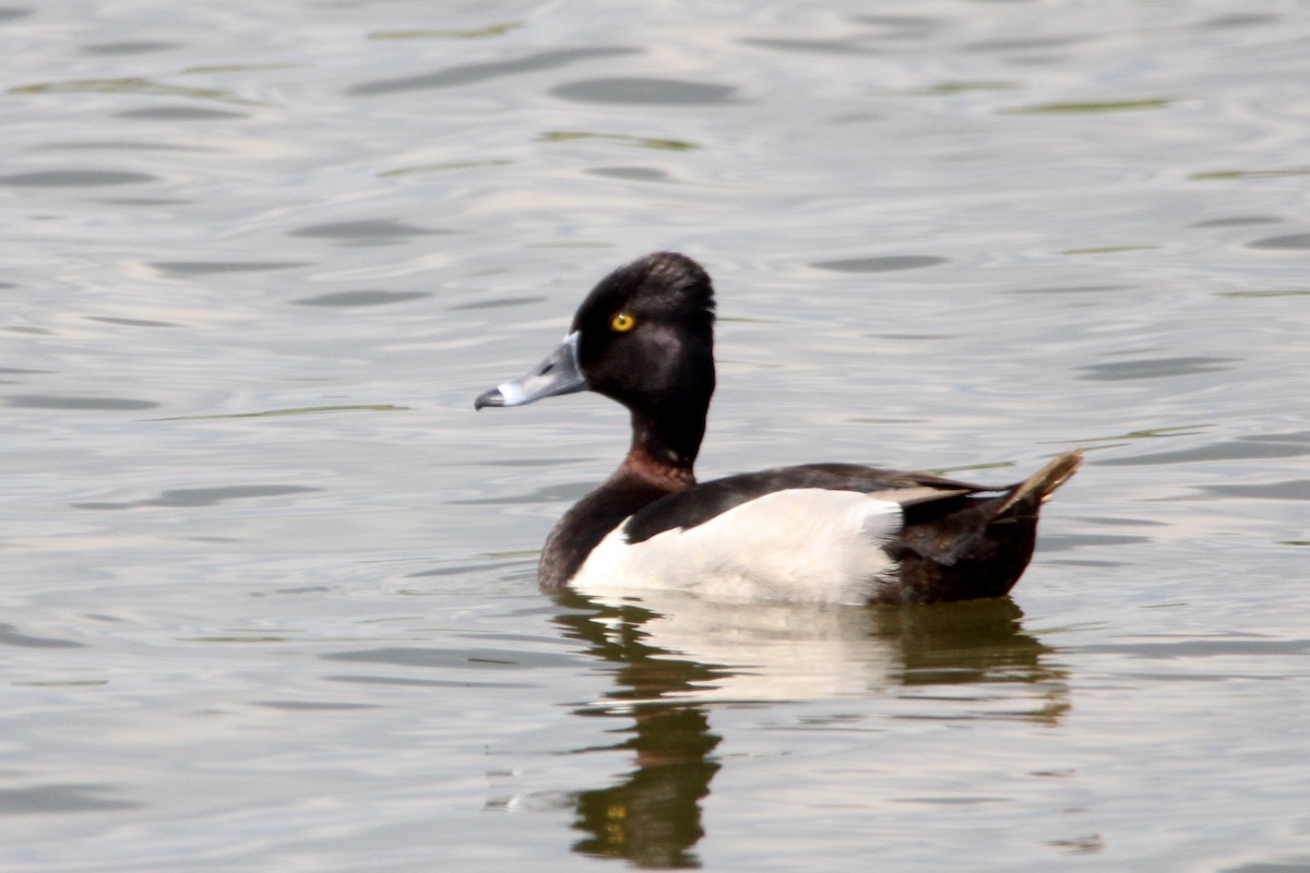 Ring-necked Duck - Patrick Gray