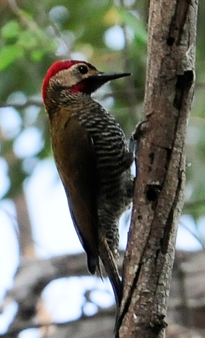 Golden-olive Woodpecker - Kurt Hennige