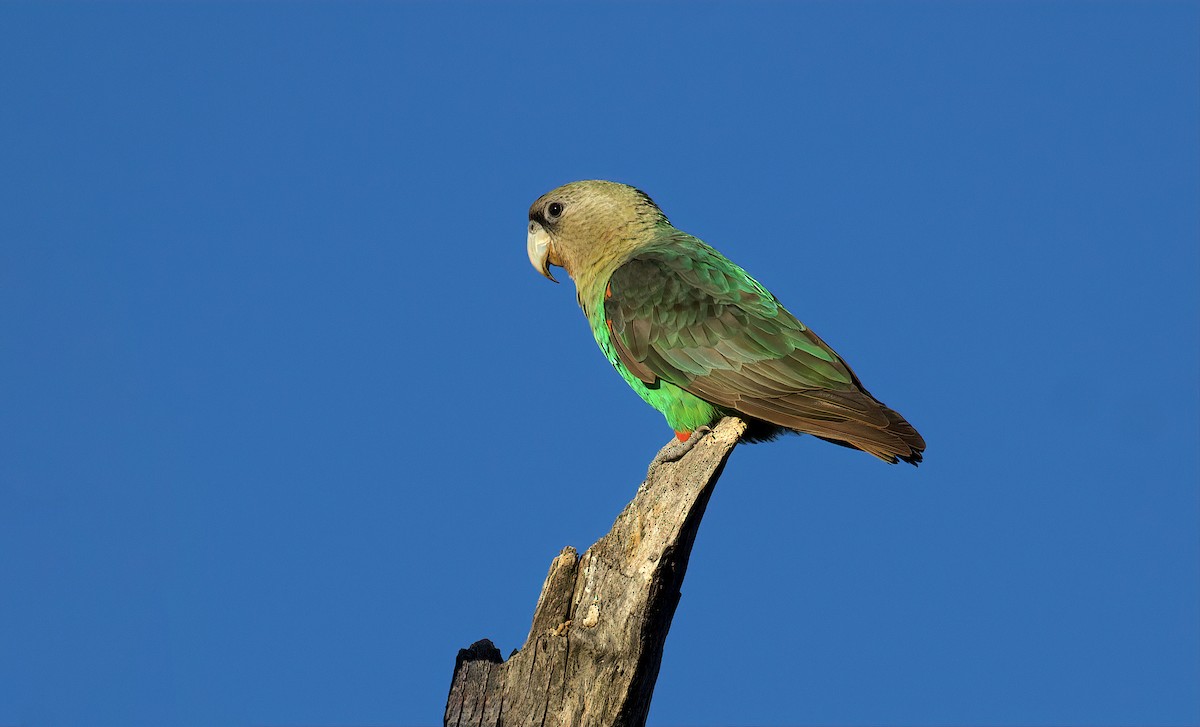 Cape Parrot - Robert Graham