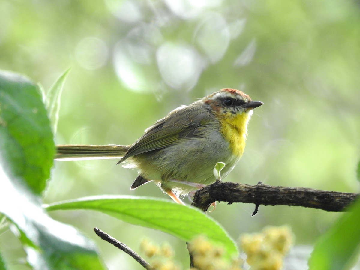 Rufous-capped Warbler - ML34599741