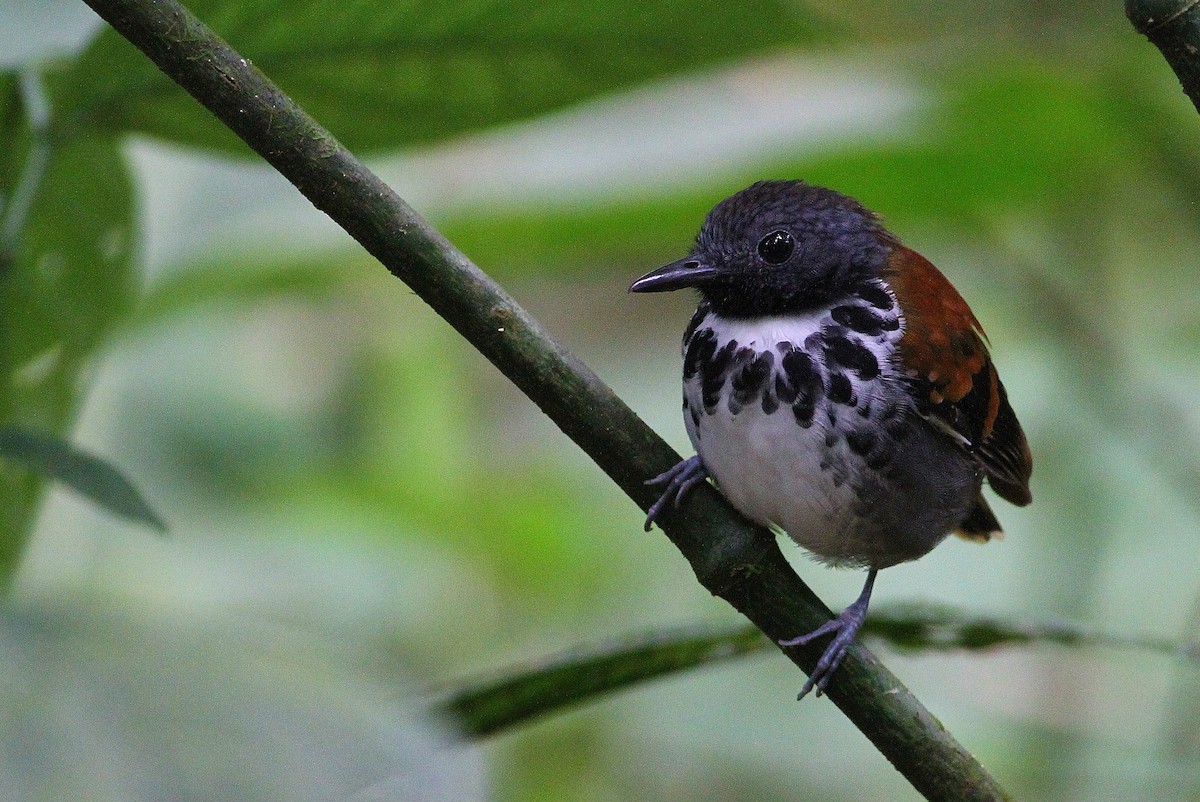 Spotted Antbird - Ron Furnish