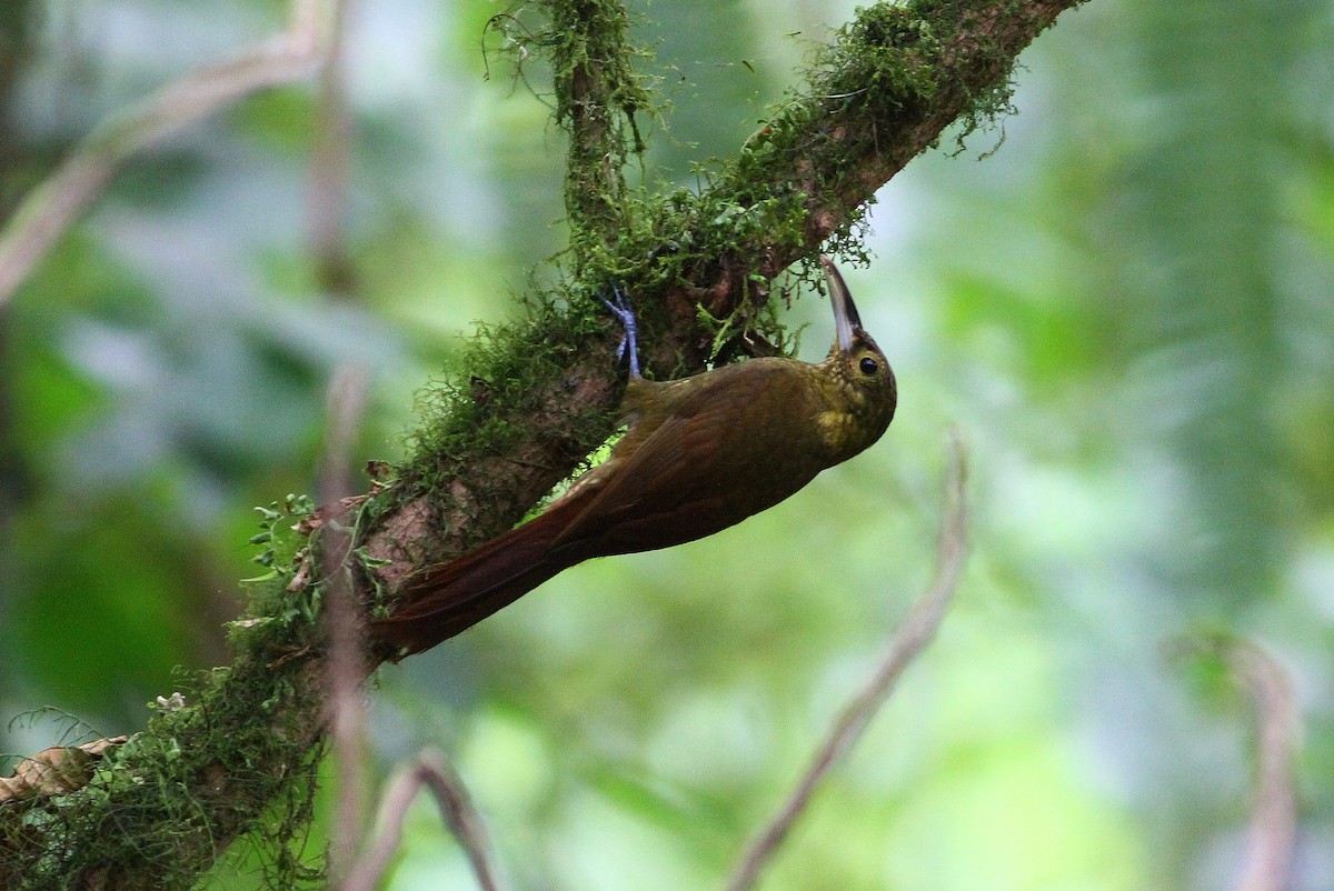 Spotted Woodcreeper - Ron Furnish