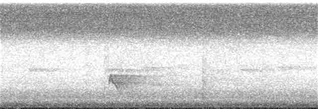 Band-tailed Barbthroat - ML346000811