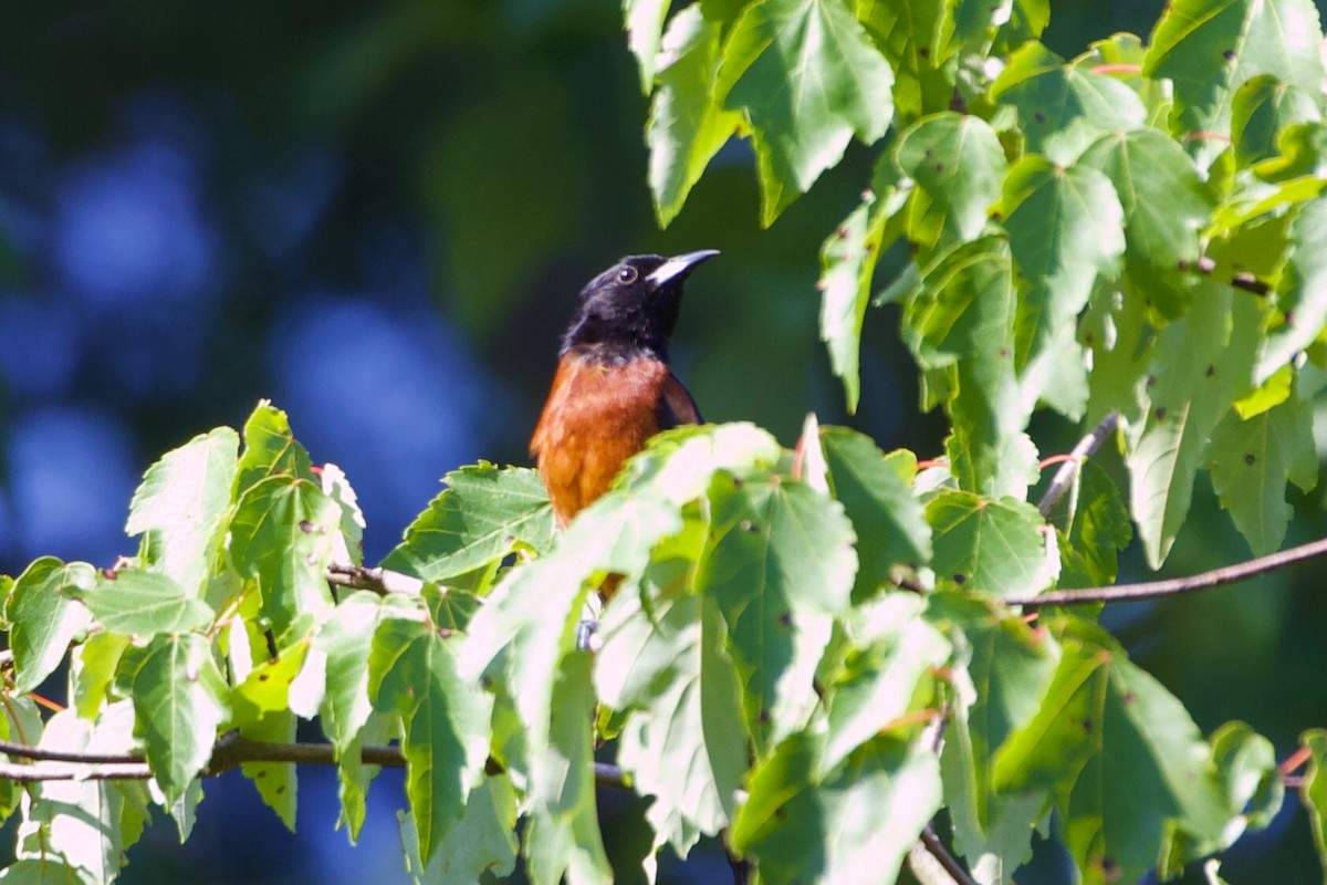 Orchard Oriole - ML346002371