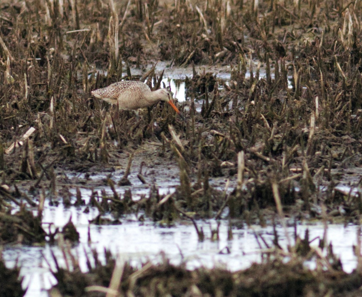 Marbled Godwit - ML346010241