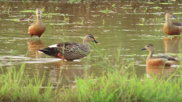 Indian Spot-billed Duck - ML346010931
