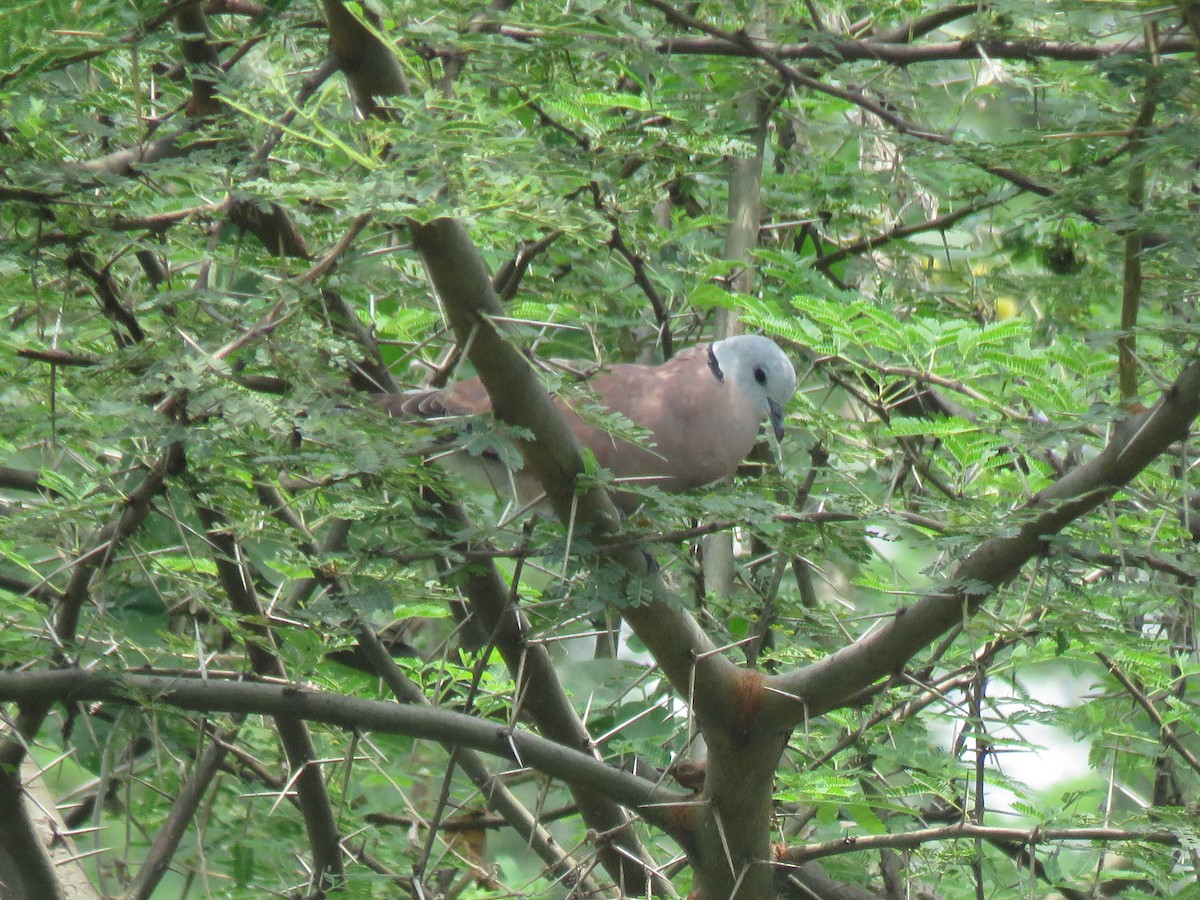 Red Collared-Dove - ML346013981