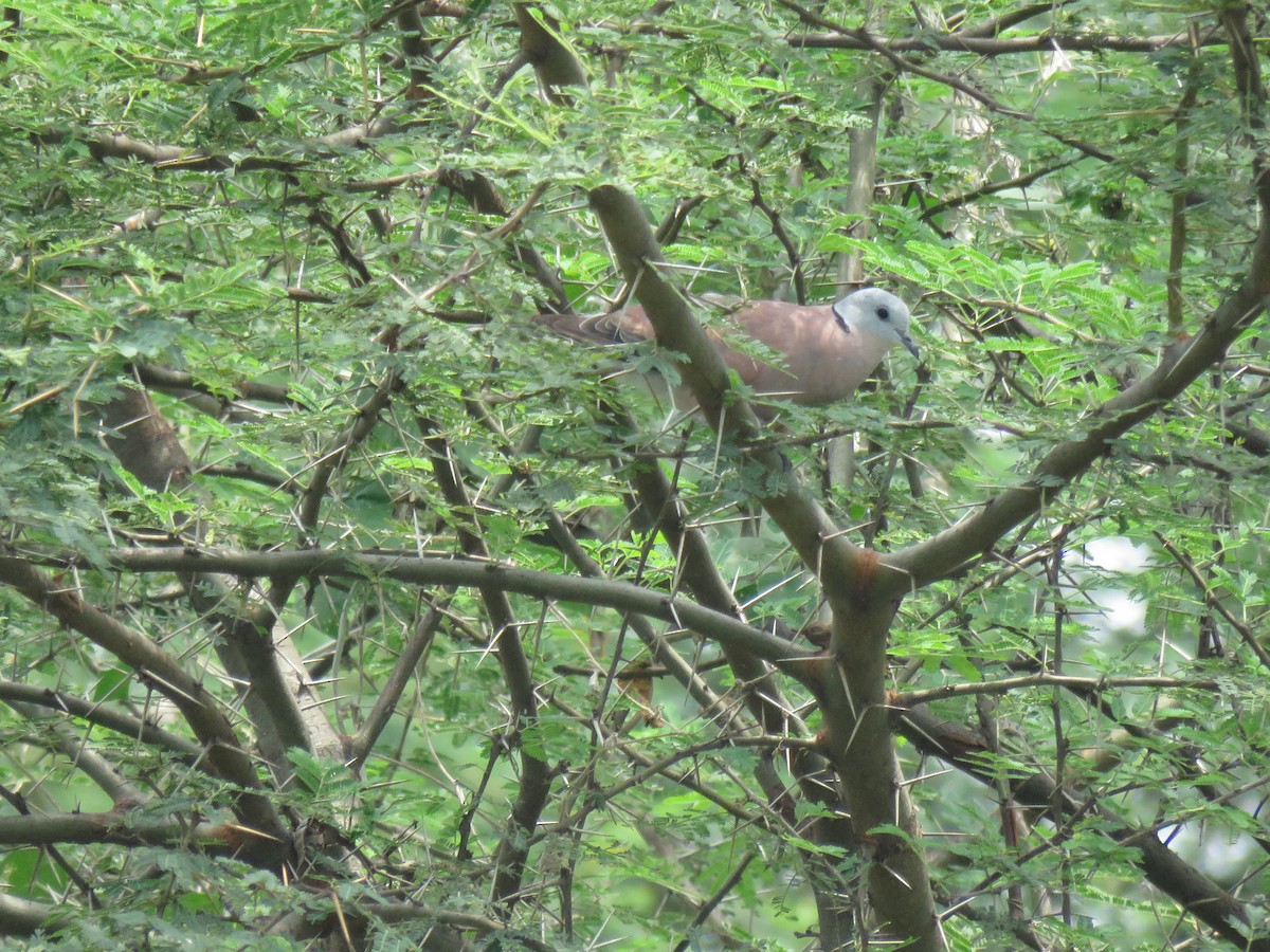 Red Collared-Dove - ML346013991