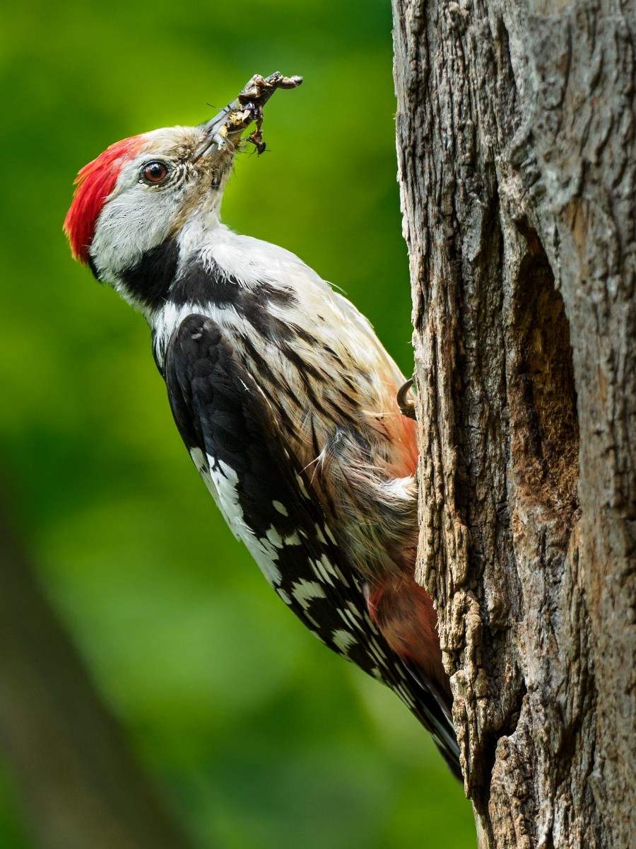 Middle Spotted Woodpecker - Roman Krompolc