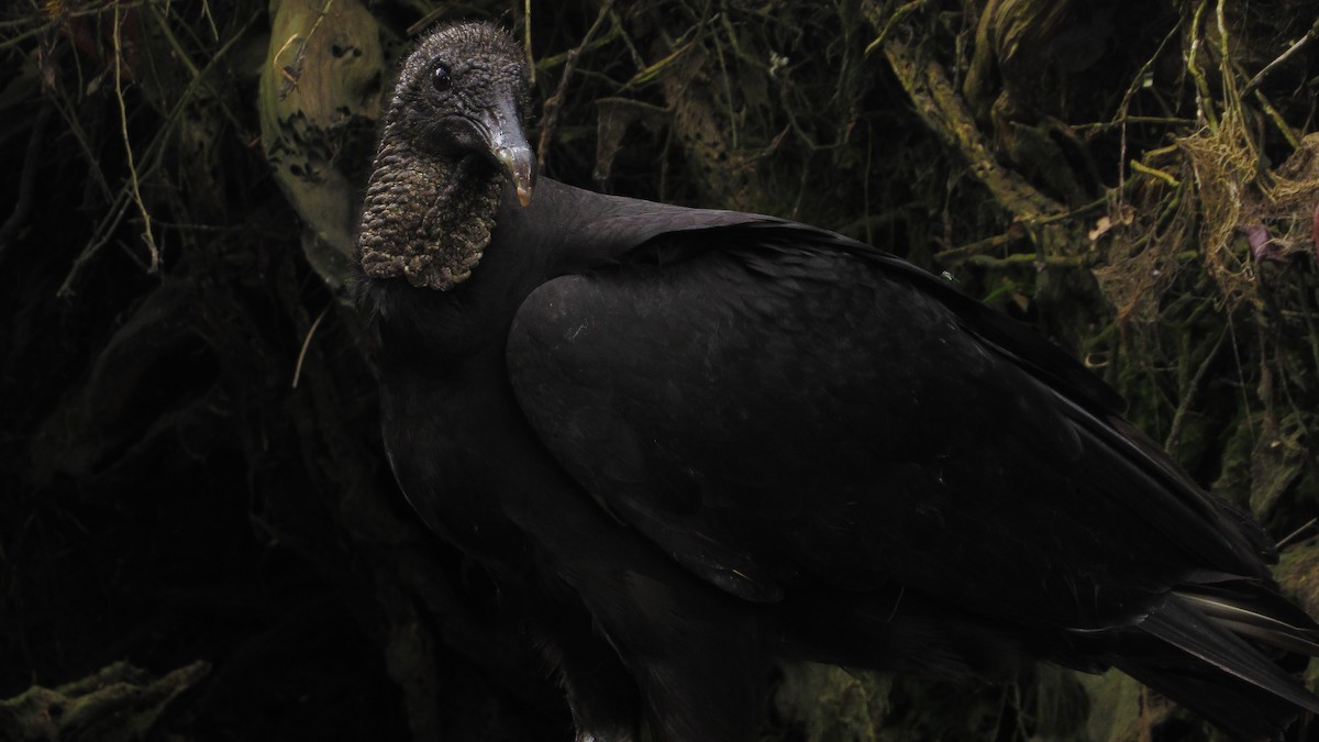Black Vulture - ML346020621