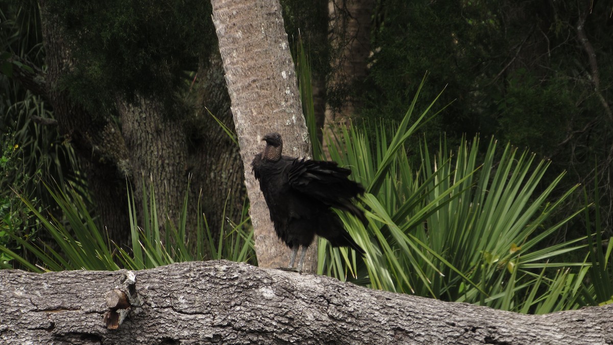 Black Vulture - ML346021841