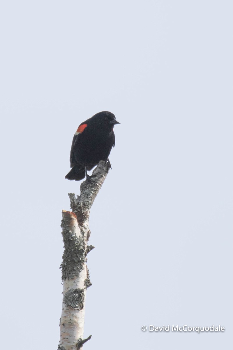 Red-winged Blackbird - ML346022711