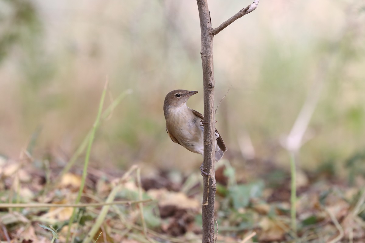 Common Nightingale - Kichu Aravind