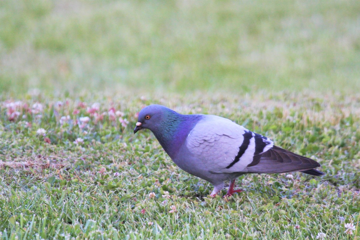 Rock Pigeon (Feral Pigeon) - Terry Martin