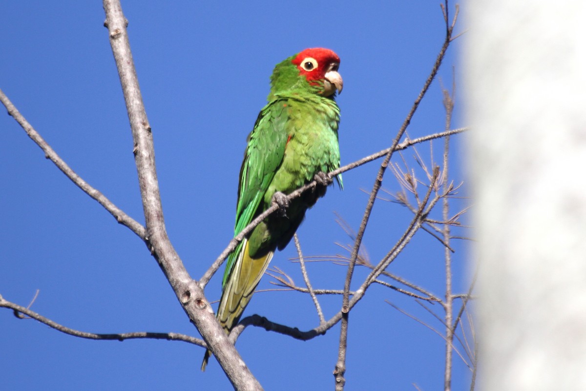 Ebird Checklist 2 Mar 2011 Bill Baggs Cape Florida Sp 6 Species 1 Other Taxa 0707