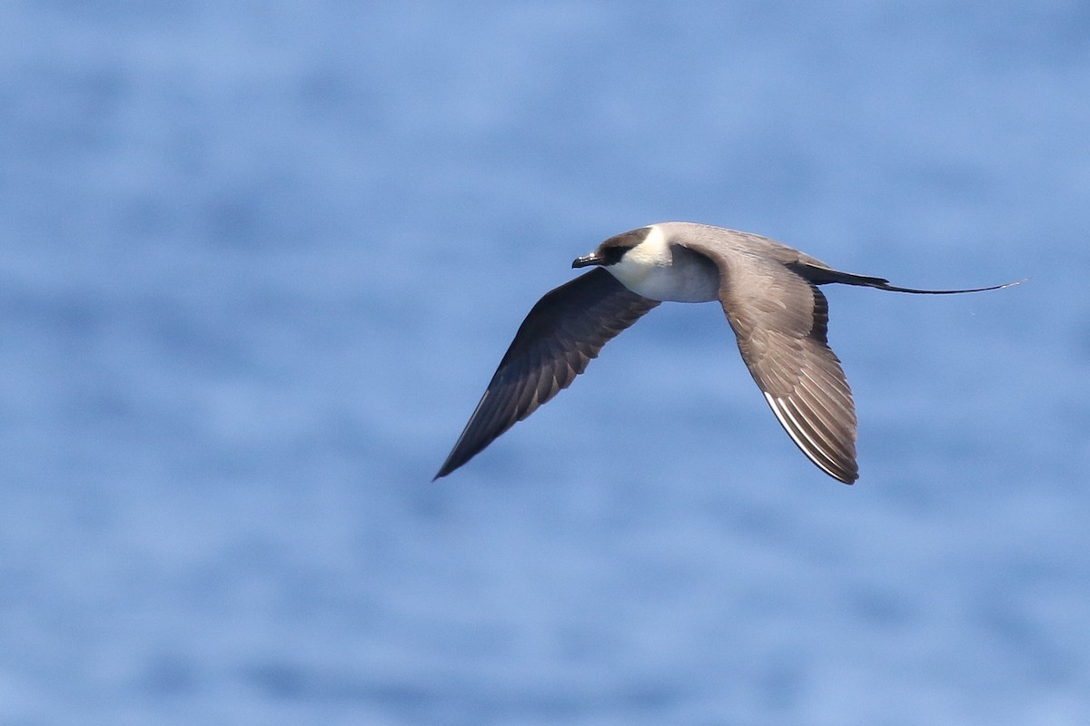 Long-tailed Jaeger - ML346046171