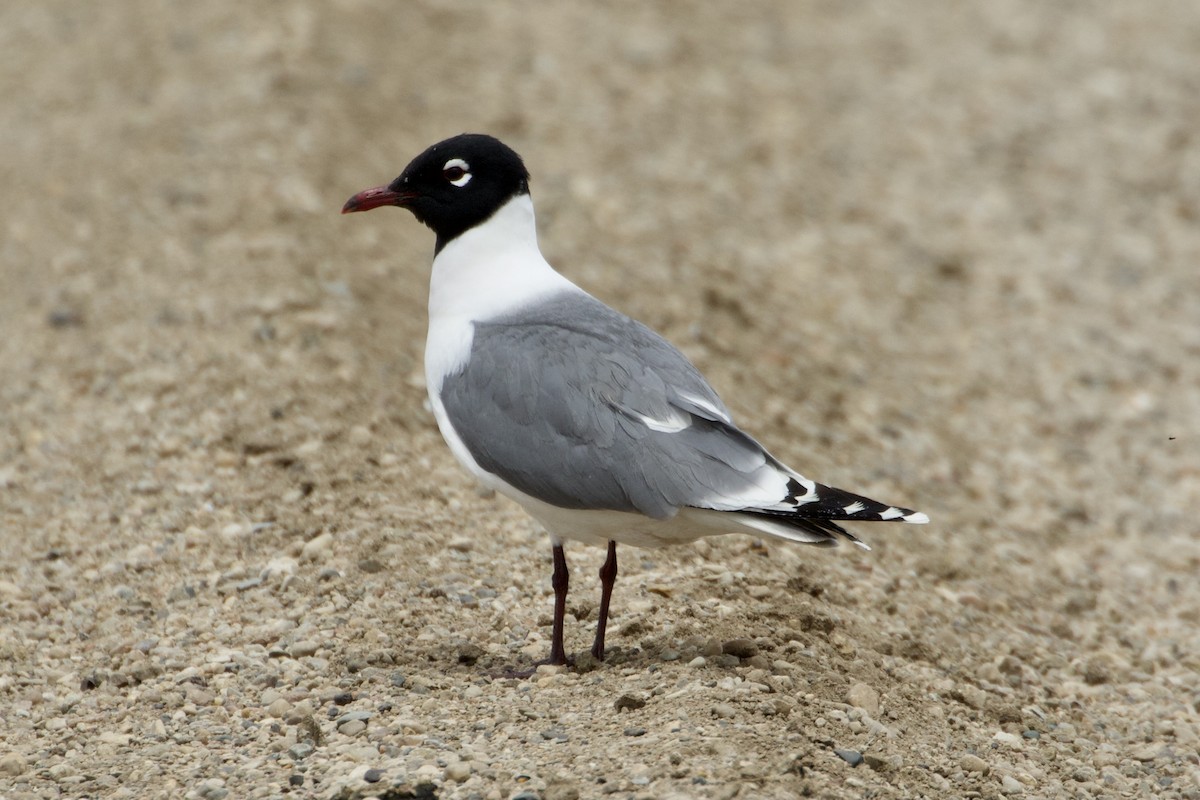 Franklin's Gull - Jack Coulter